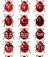 coccinelles.gif